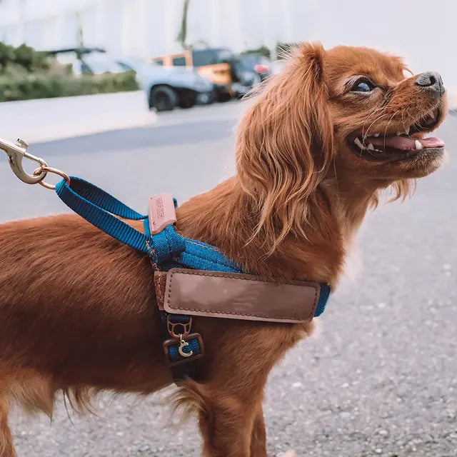 Pet Reflective Dog Chest Strap for Night Safety